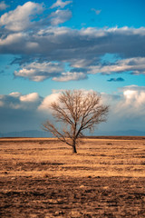 Fototapeta na wymiar Lone tree in open field