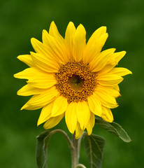Sonnenblume, Helianthus, annuus, Oelpflanze