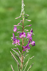 Weidenroeschen, Epilobium, angustifolium