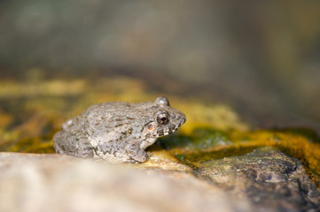 カジカガエル