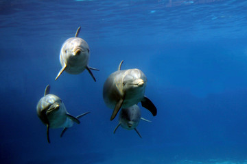 Große Tümmler (Tursiops truncatus) unter Wasser von vorne