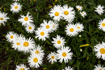 Background of white daisies on green grass
