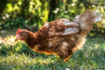 Chicken closeup