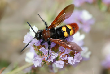 Dolchwespen (Scoliidae)  sitzt auf Blüte © Aggi Schmid