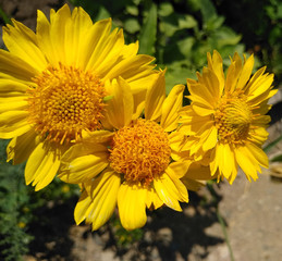 yellow flowers on a background