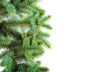 branch of Christmas fir-tree on white background closeup. green spruce branches. New year.