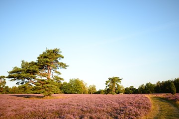 Heideblüte