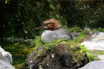 Gänsesäger (Mergus merganser) Weibchen auf Nest