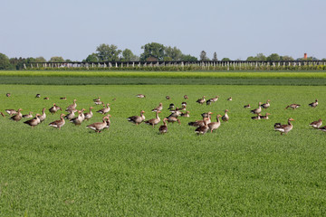 Graugans (Anser anser) Gruppe auf Feld bei Nahrungssuche