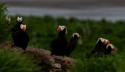 Tufted Puffin on the Commander islands