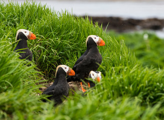 Tufted Puffin on the Commander islands