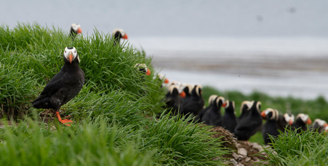 Tufted Puffin on the Commander islands
