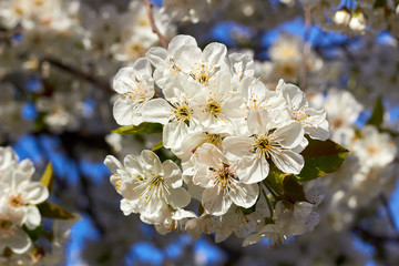 Branch of a blossoming cherry tree with beautiful white flowers against blue sky
