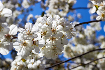 Branch of a blossoming cherry tree with beautiful white flowers against blue sky