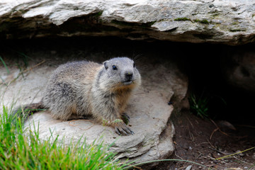  Murmeltiere (Marmota marmota) Alpenbewohner, Eurasien, Nordamerika