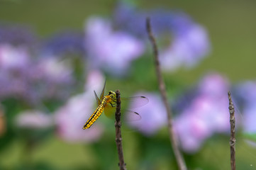ハラビロトンボと紫陽花