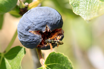 Wespe (Vespinae) auf reifer Feige