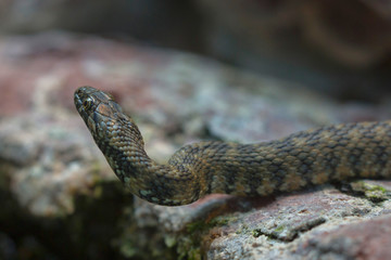 Würfelnatter (Natrix tessellata) eurasische Schlange, ungiftig