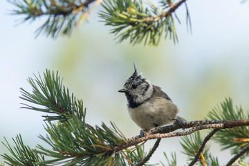 Crested tit (Lophophanes cristatus) on a branch