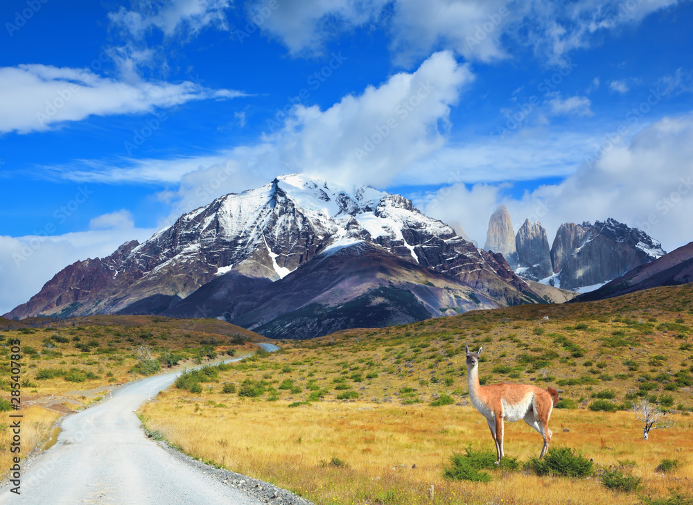 Canvas Prints on dirt road is worth guanaco