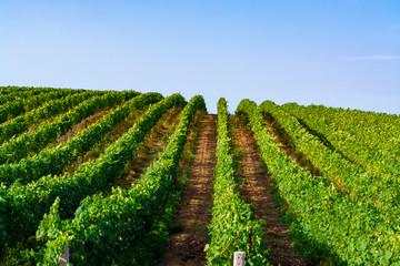Fototapeta na wymiar Vineyard with growing wine grapes on Italian hills, Italy