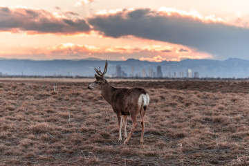 Deer against a background of Denver skyline