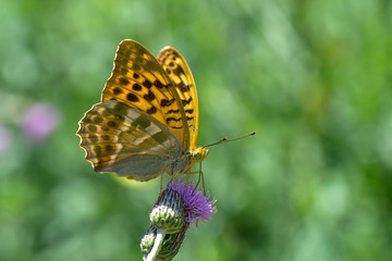 butterfly on flower