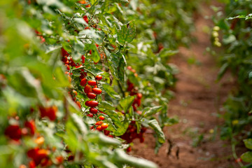 Red italian datterini pomodori tomatoes growing in greenhouse, used for passata, pasta and salades