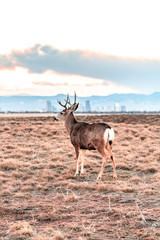 Naklejka premium Deer against a background of Denver skyline