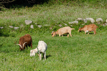 Obraz na płótnie Canvas Tres cabras marrones y una blanca comiendo hierba en un prado verde