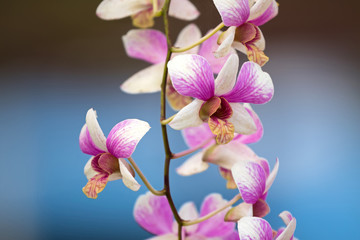 Orchid flower with pink purple white petals, yellow lips with blurred blue background