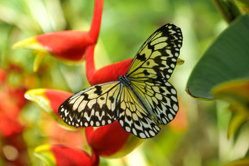 A Butterfly from the Philippines, shot in Bohol Island near a forest