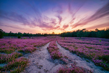 Blütenzauber in der Schwindebecker Heide