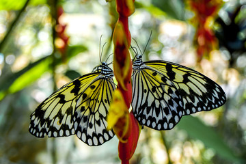 A Butterfly from the Philippines, shot in Bohol Island near a forest