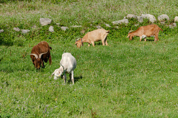 Obraz na płótnie Canvas Tres cabras marrones y una blanca comiendo hierba en un prado verde
