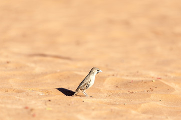 A sociable weaver bird - Philetairus socius- walking in the red sand of the Namibian Desert, near Sesriem.