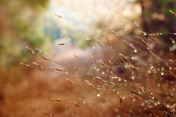Forest grass after rain. Raindrops on the grass at sunrise