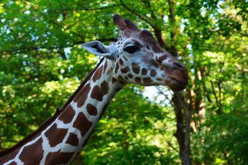 portrait of a reticulated giraffe