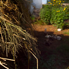 heymaking for farm