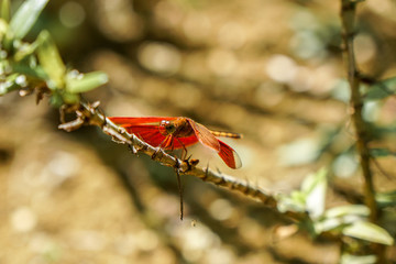 A Butterfly from the Philippines, shot in Bohol Island near a forest