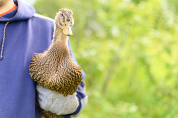 Duck in the hands of a farmer in the garden