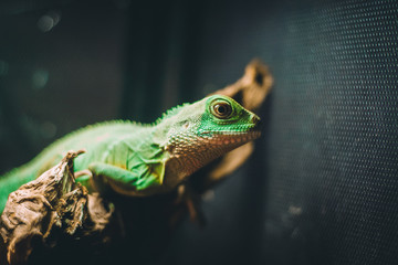 Water Agama in the Aviary