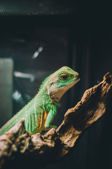 green iguana on a branch