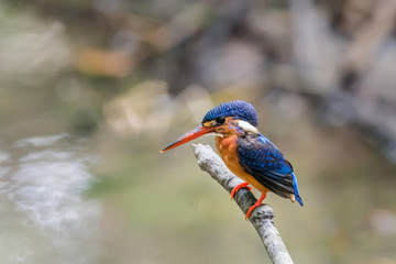 Blue-eared Kingfisher (Alcedo meninting) perched and resting