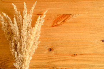 bunch of ears poaceae pampas grass on wooden background