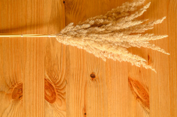 bunch of ears poaceae pampas grass on wooden background