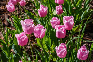 Fototapeta premium Tulip Field