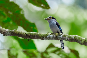 Silver-breasted Broadbill  (Serilophus lunatus) perched on tree trunk at park