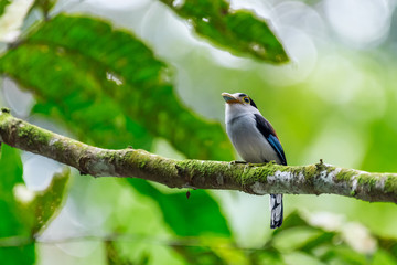 Silver-breasted Broadbill  (Serilophus lunatus) perched on tree trunk at park