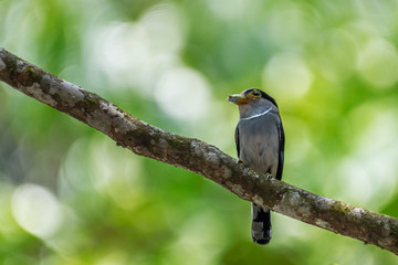 Silver-breasted Broadbill  (Serilophus lunatus) perched on tree trunk at park